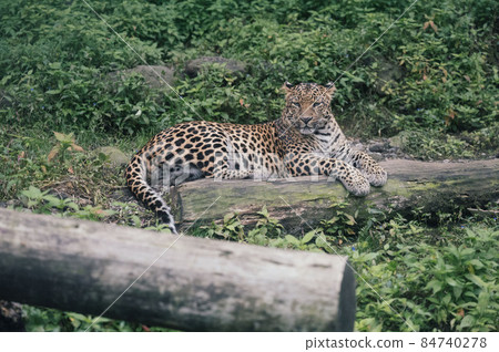 Leopard relaxing by the tree Leopard relaxing by the tree 84740278