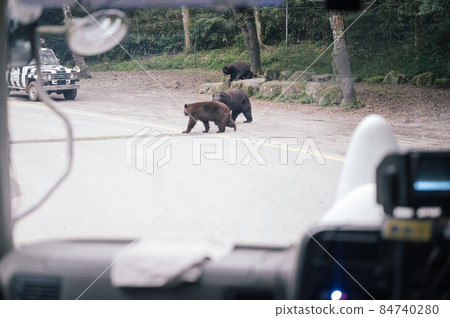 A crossing bear seen from the car window 84740280