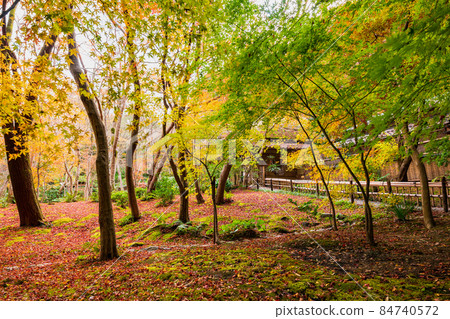 Kyoto in the fall 84740572