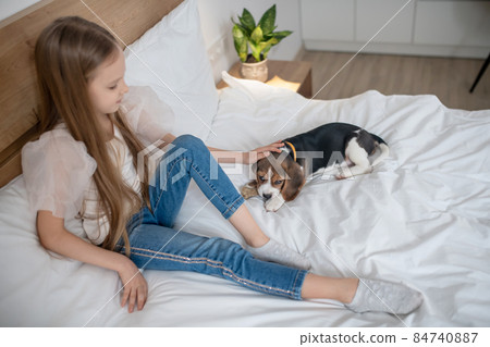 Caucasian female child stroking an adorable beagle Caucasian female child stroking an adorable beagle 84740887