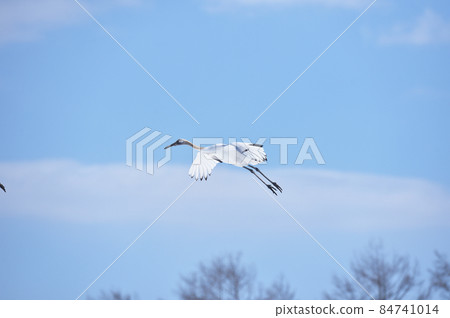 White-crowned crane flying in the sky (Tsurui, Hokkaido) White-crowned crane flying in the sky (Tsurui, Hokkaido) 84741014