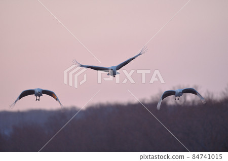 Three Japanese cranes flying in the pink-colored sky (Hokkaido) 84741015