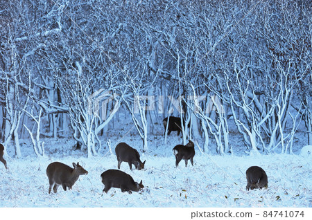 Snow accretion trees and herds of sika deer (Hokkaido) Snow accretion trees and herds of sika deer (Hokkaido) 84741074