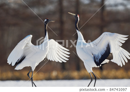 起重機的跳舞（北海道，Tsurui） 84741097