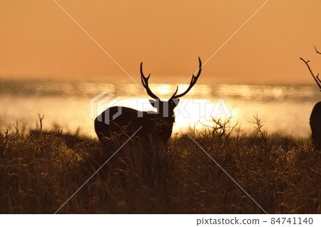 Sunset sky and male sika deer (Hokkaido) Sunset sky and male sika deer (Hokkaido) 84741140