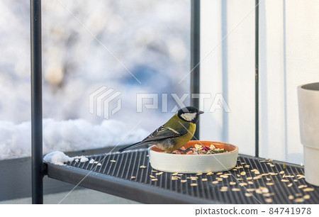 bird feeder with tit bird feeder with tit 84741978