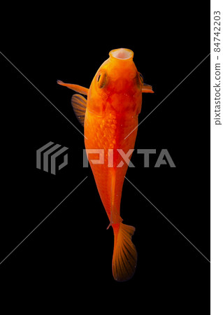 koi fish isolated black background gold koi fish isolated black background gold 84742203
