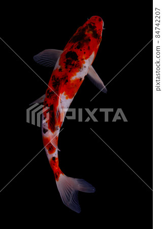 koi fish isolated black background gold koi fish isolated black background gold 84742207