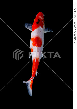koi fish isolated black background gold koi fish isolated black background gold 84742208