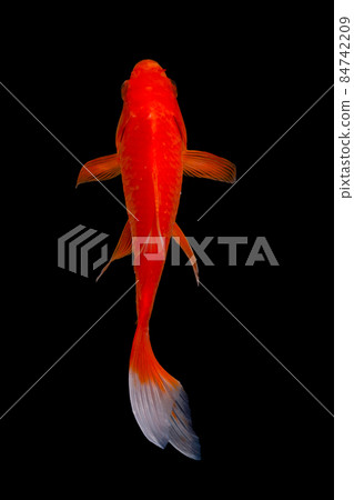 koi fish isolated black background gold koi fish isolated black background gold 84742209