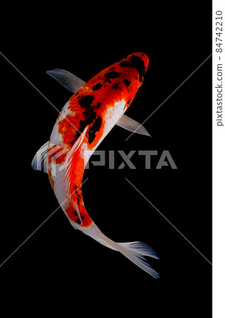 koi fish isolated black background gold koi fish isolated black background gold 84742210