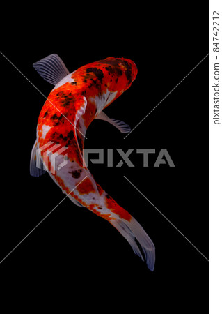 koi fish isolated black background gold koi fish isolated black background gold 84742212