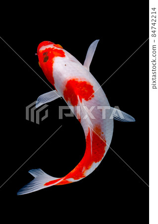 koi fish isolated black background gold koi fish isolated black background gold 84742214