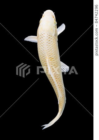koi fish isolated black background gold koi fish isolated black background gold 84742296
