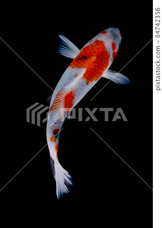 koi fish isolated black background koi fish isolated black background 84742356