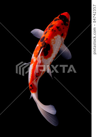 koi fish isolated black background koi fish isolated black background 84742357
