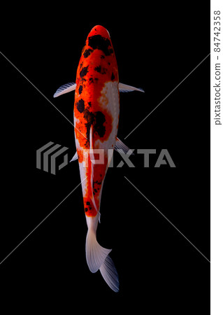 koi fish isolated black background koi fish isolated black background 84742358