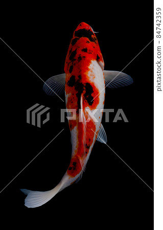 koi fish isolated black background koi fish isolated black background 84742359