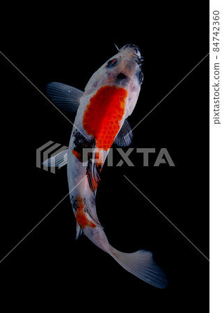 koi fish isolated black background koi fish isolated black background 84742360