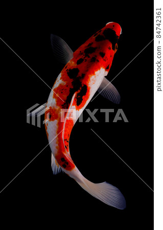 koi fish isolated black background koi fish isolated black background 84742361