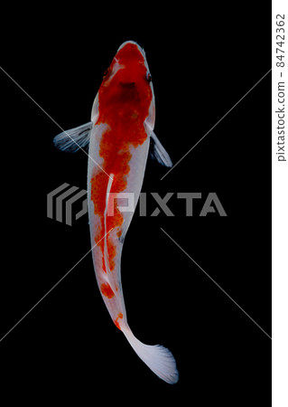 koi fish isolated black background koi fish isolated black background 84742362