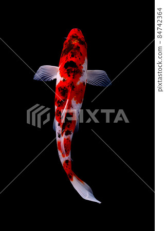 koi fish isolated black background koi fish isolated black background 84742364