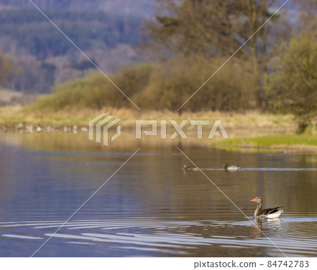 Great Goose, (Anser anser), Southern Bohemia, Czech Republic Great Goose, (Anser anser), Southern Bohemia, Czech Republic 84742783