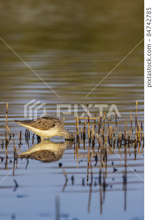 Common Greenshank (Tringa nebularia), Dehtar pond, Southern Bohemia, Czech Republic 84742785