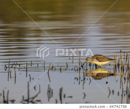 Common Greenshank (Tringa nebularia), Dehtar pond, Southern Bohemia, Czech Republic Common Greenshank (Tringa nebularia), Dehtar pond, Southern Bohemia, Czech Republic 84742786