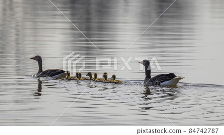 Great Goose, (Anser anser), Southern Bohemia, Czech Republic Great Goose, (Anser anser), Southern Bohemia, Czech Republic 84742787