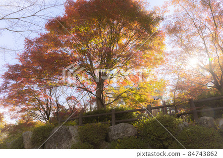 被紅葉染紅的岩倉峽的秋天 84743862
