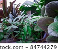 close up details of bright green leaf of indoor house plant garden 84744279