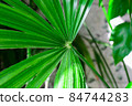 close up details of bright green leaf of indoor house plant garden 84744283