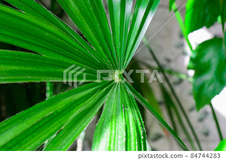 close up details of bright green leaf of indoor house plant garden close up details of bright green leaf of indoor house plant garden 84744283