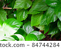 close up details of bright green leaf of indoor house plant garden 84744284