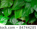 close up details of bright green leaf of indoor house plant garden 84744285