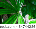 close up details of bright green leaf of indoor house plant garden 84744286