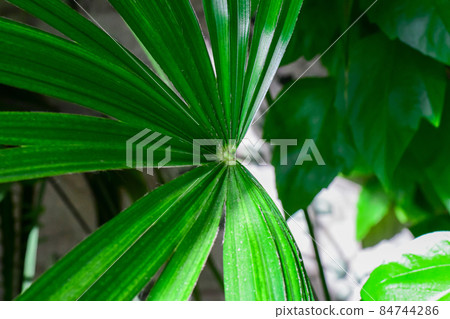 close up details of bright green leaf of indoor house plant garden close up details of bright green leaf of indoor house plant garden 84744286