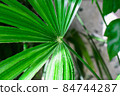 close up details of bright green leaf of indoor house plant garden 84744287