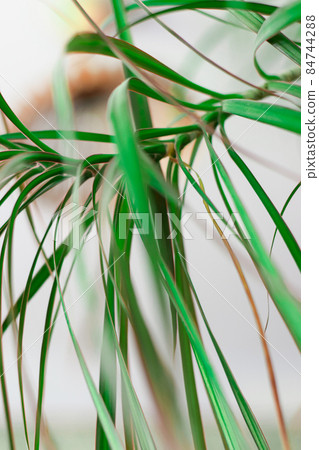 close up details of bright green leaf of indoor house plant garden close up details of bright green leaf of indoor house plant garden 84744288