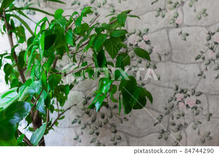 close up details of bright green leaf of indoor house plant garden close up details of bright green leaf of indoor house plant garden 84744290