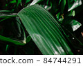 close up details of bright green leaf of indoor house plant garden 84744291