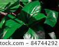 close up details of bright green leaf of indoor house plant garden 84744292