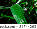 close up details of bright green leaf of indoor house plant garden 84744293