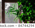close up details of bright green leaf of indoor house plant garden against window light 84744294