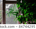close up details of bright green leaf of indoor house plant garden against window light 84744295