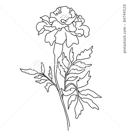 Beautiful flower. branch with blooming marigold with leaves. Vector illustration. Linear hand drawing, sketch of seasonal plant. 84744528