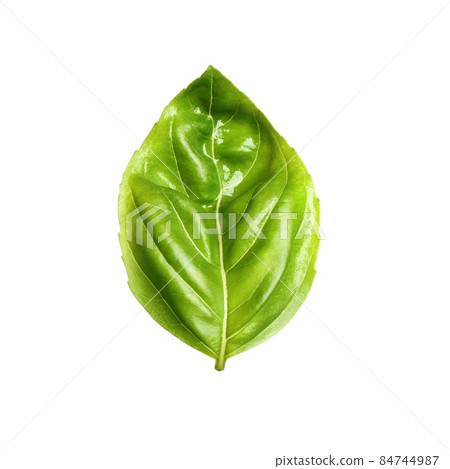 Fresh green basil leaf isolated on white Fresh green basil leaf isolated on white 84744987