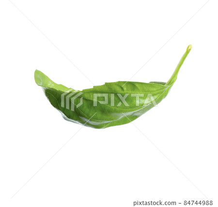 Fresh green basil leaf isolated on white 84744988