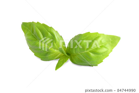 Fresh green basil leaves isolated on white Fresh green basil leaves isolated on white 84744990